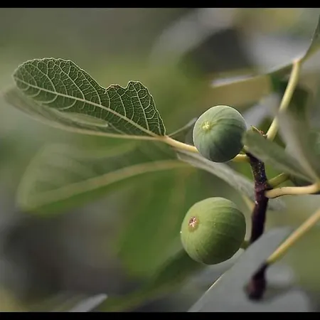 Kucica Osmeha * Donja Ralja