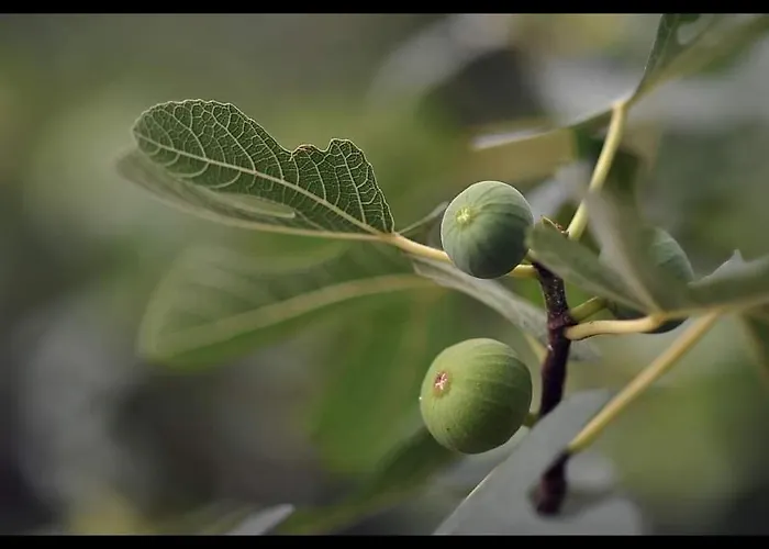 Kucica Osmeha * Donja Ralja